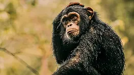 Chimpanzé dans la forêt tropicale du parc de Mahale au bord du lac Tanganyika