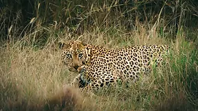 Léopard dans les herbes du parc national de Wilpattu au Sri Lanka