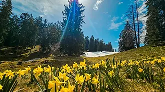 Jonquilles en fleurs sur une prairie encore marquée par la neige, atmosphère de printemps naissant