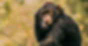 Observer les chimpanzés en pleine forêt africaine | Wagabon