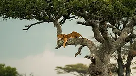 Lionne allongée dans un arbre à l’entrée du Serengeti en Tanzanie, au cœur des premières scènes de savane.