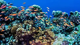 Snorkeling vers Tumbatu au nord de Zanzibar au-dessus d’un récif corallien aux poissons tropicaux.