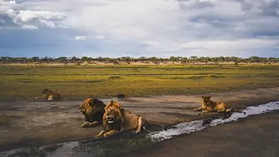 Clan de lions dans les plaines de Ndutu lors d’un safari des grands espaces en Tanzanie