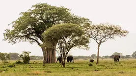 Éléphants sous un grand baobab dans le parc national du Tarangire en Tanzanie, au cœur des premières grandes scènes de safari.