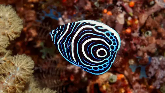 Poisson-ange rayé dans les eaux claires du parc marin de Mafia