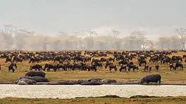 Grande migration de gnous dans le Serengeti au nord de la Tanzanie, près d’un point d’eau fréquenté par des hippopotames