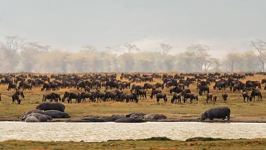 Grande migration de gnous dans le Serengeti au nord de la Tanzanie, près d’un point d’eau fréquenté par des hippopotames