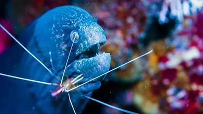Murène sur le récif de Pemba face à une crevette nettoyeuse