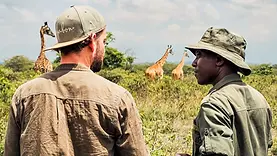 Safari à pied dans le parc d’Arusha avec guide et voyageur face à des girafes dans la savane.