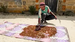 Homme étalant des clous de girofle à Pemba dans l’archipel de Zanzibar