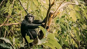 Léopard dans les herbes du parc national de Wilpattu au Sri Lanka