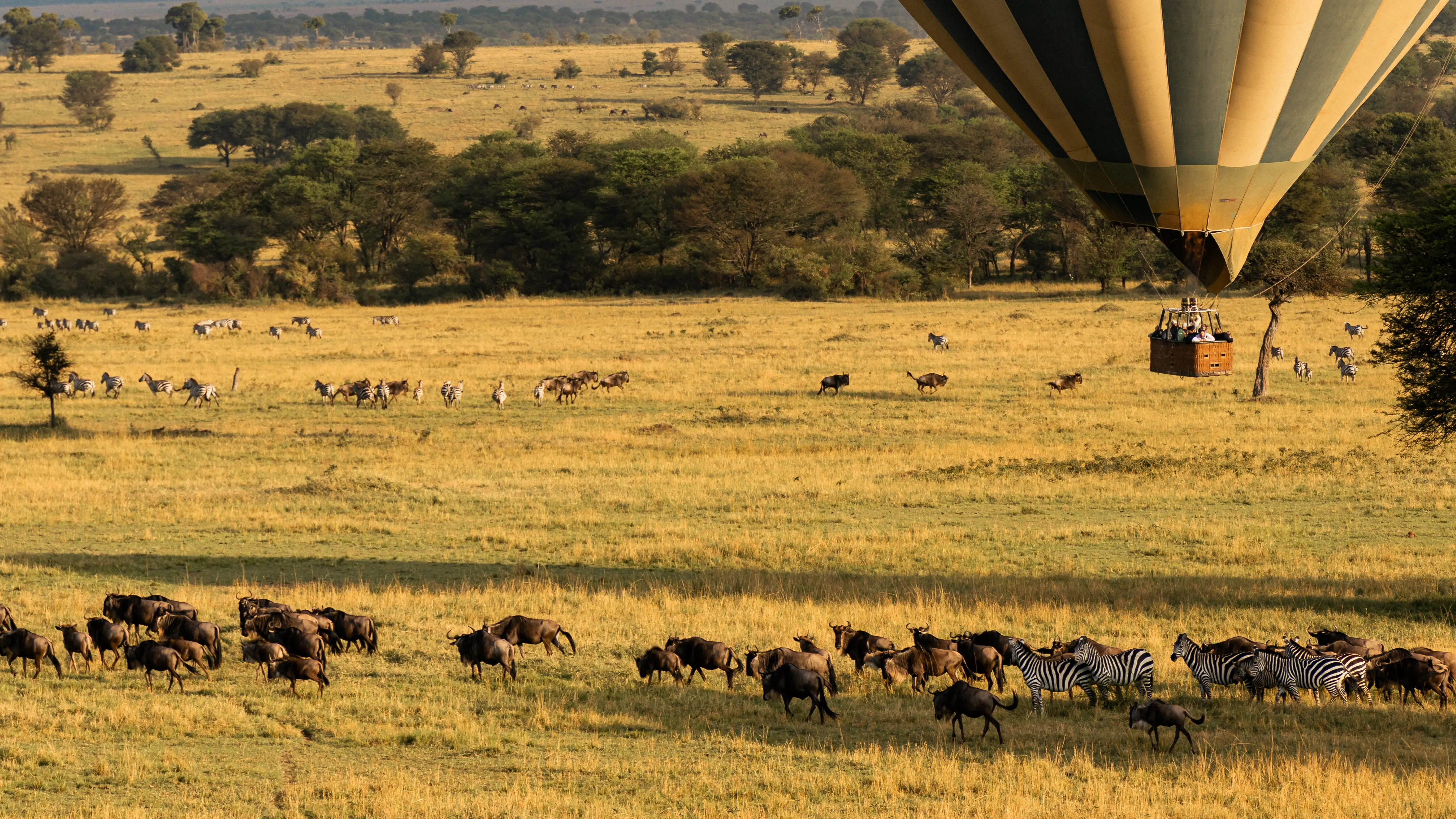 Montgolfière au lever du soleil au-dessus du Serengeti et des troupeaux