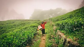 Rizières en terrasses dans les montagnes du Nord Vietnam