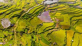 Rizières en terrasses cultivées en Sulawesi illustrant un environnement façonné par l’agriculture