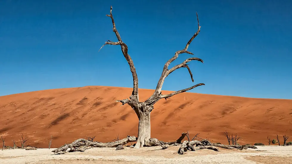 Arbres morts de Deadvlei devant les dunes rouges du désert du Namib