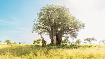 Girafe sous un baobab dans la savane du parc national de Tarangire en Tanzanie