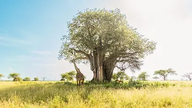 Girafe sous un baobab dans la savane du parc national de Tarangire en Tanzanie