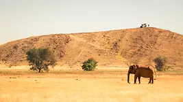 Éléphant du désert observé dans les plaines du Damaraland en Namibie