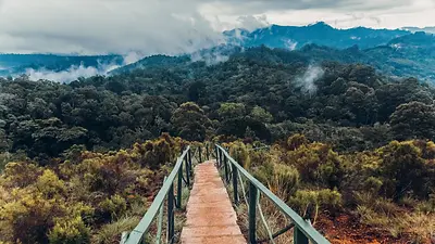 Sentier forestier et passerelle dans les monts Usambara au cœur d’une végétation dense