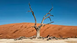 Arbre mort de Deadvlei face aux dunes rouges du désert du Namib en Namibie
