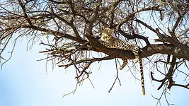 Léopard couché dans un arbre lors d’une sortie guidée à Okonjima en Namibie