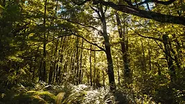 Rayons de lumière traversant une forêt dense en Nouvelle-Zélande lors d’une immersion nature