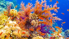 Coraux colorés et poissons tropicaux dans la mer Rouge en Égypte