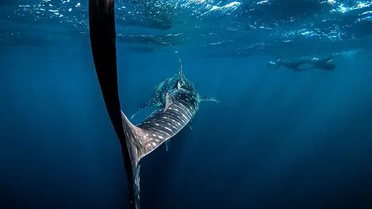 Requin-baleine nageant dans les eaux bleues au large de l’île de Mafia