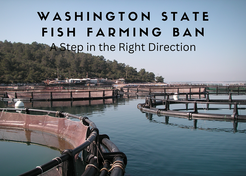 Washington State Fish Farming Ban is a Step in the Right Direction