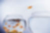Gold Fish.jpg