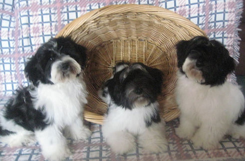 puppy with basket.jpg