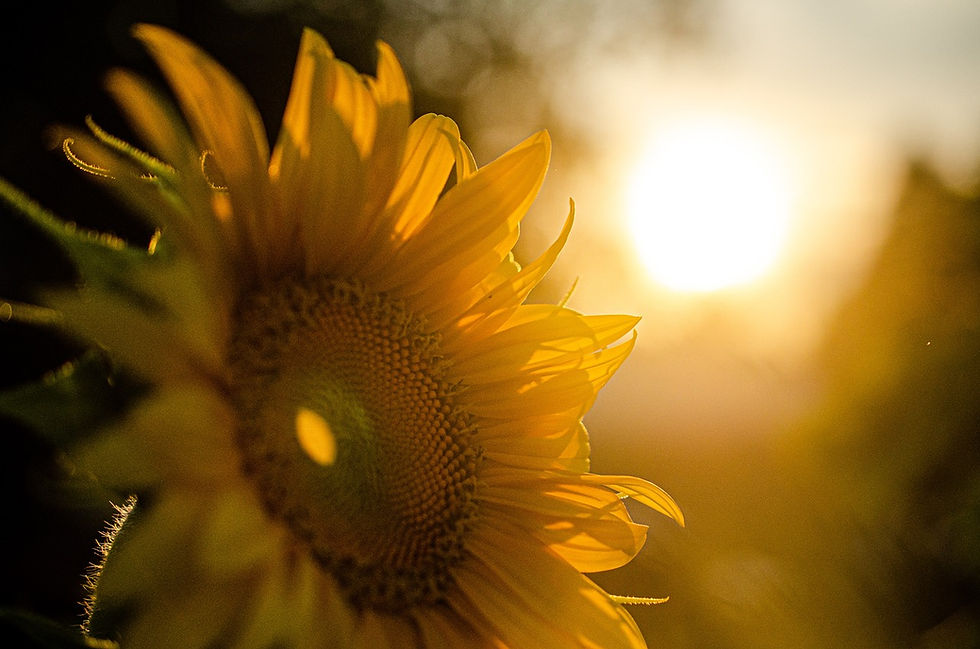 sunflower-5370278_1280.jpg