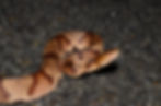 Level 1 Venomous Handling Certification Course - Northwestern State University, Louisiana