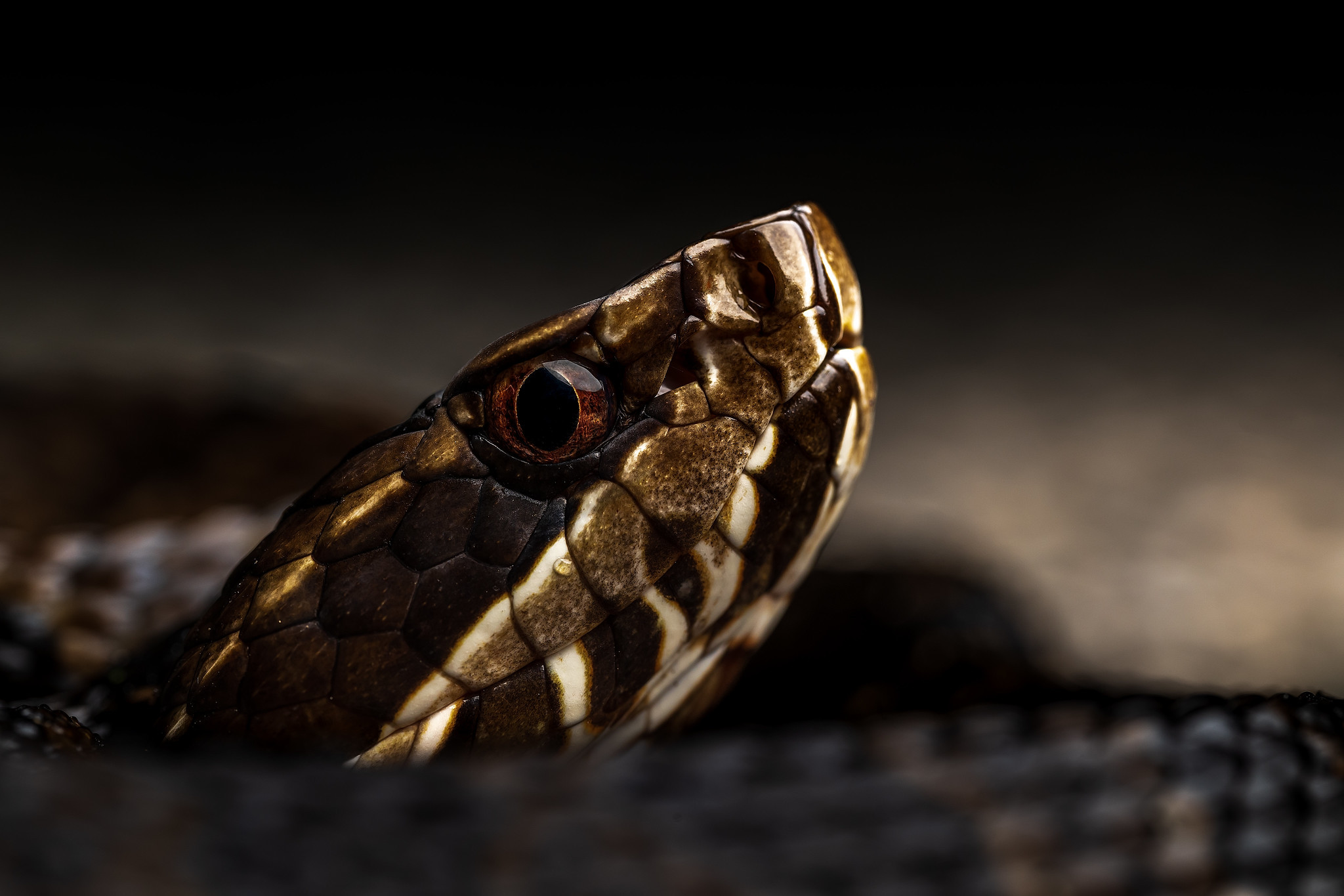 Level 1 Venomous Handling Certification Course Jacksonville FL