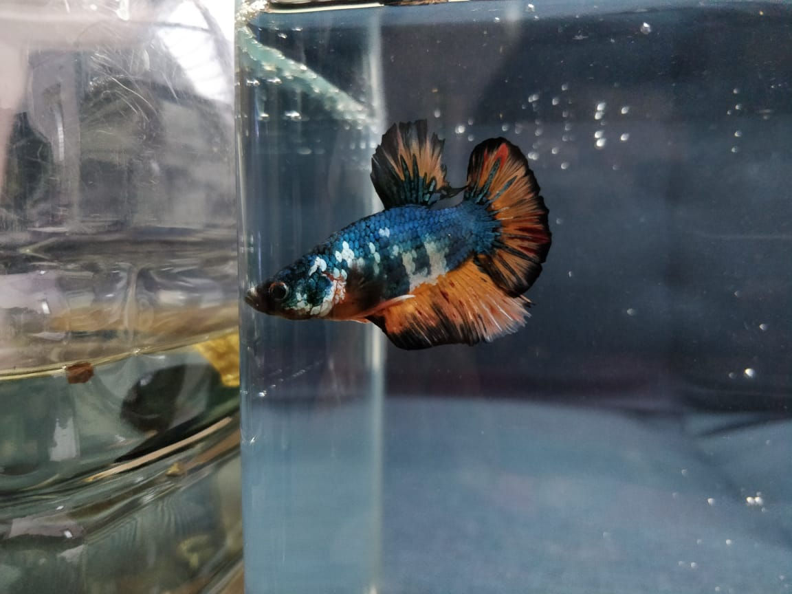 Dumbo Ear Betta Plakat - Blue, Orange and White