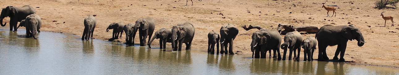 KR - Elephants 5.jpg