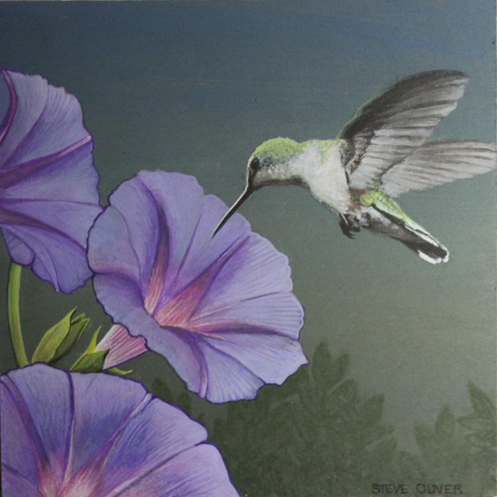 Hummingbird XX