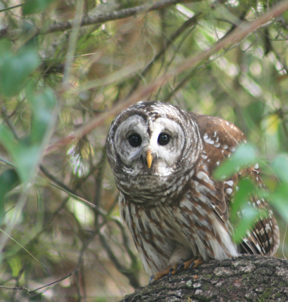 Florida - Barred Owl