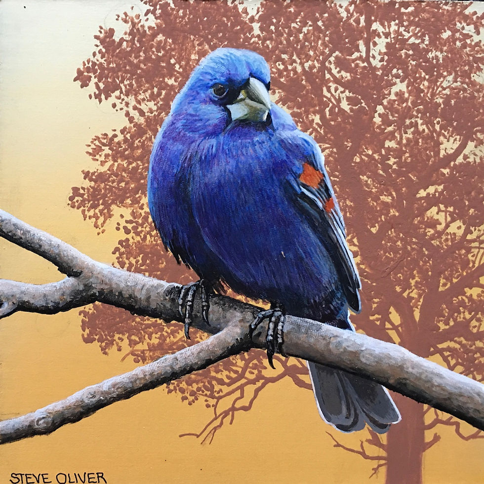 2020 Mini - Grosbeak