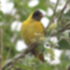 KR - Bird 3