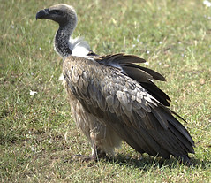 X - Vulture 3.jpeg