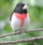 Rose-breasted Grosbeak