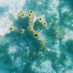 Aruba - Coral - 1t