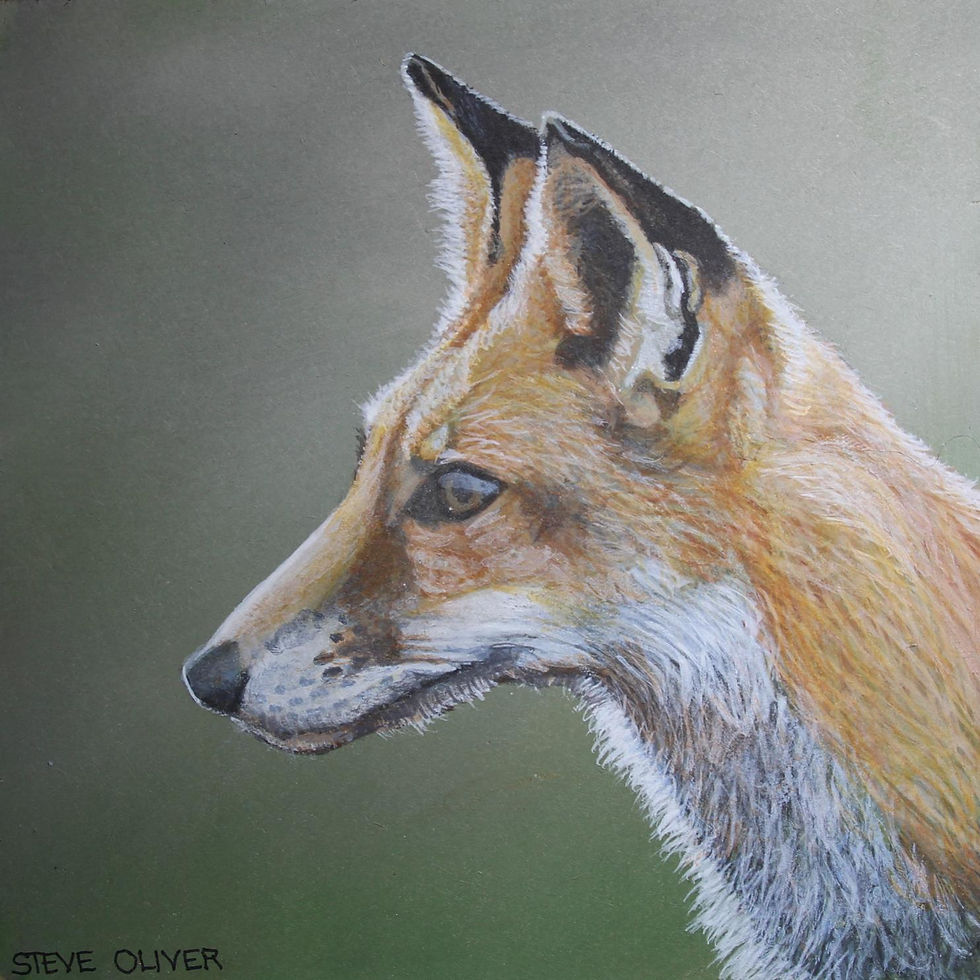 Young Fox XX