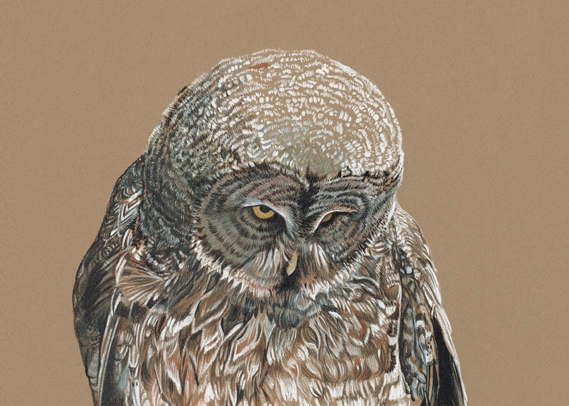 Great Gray Owl
