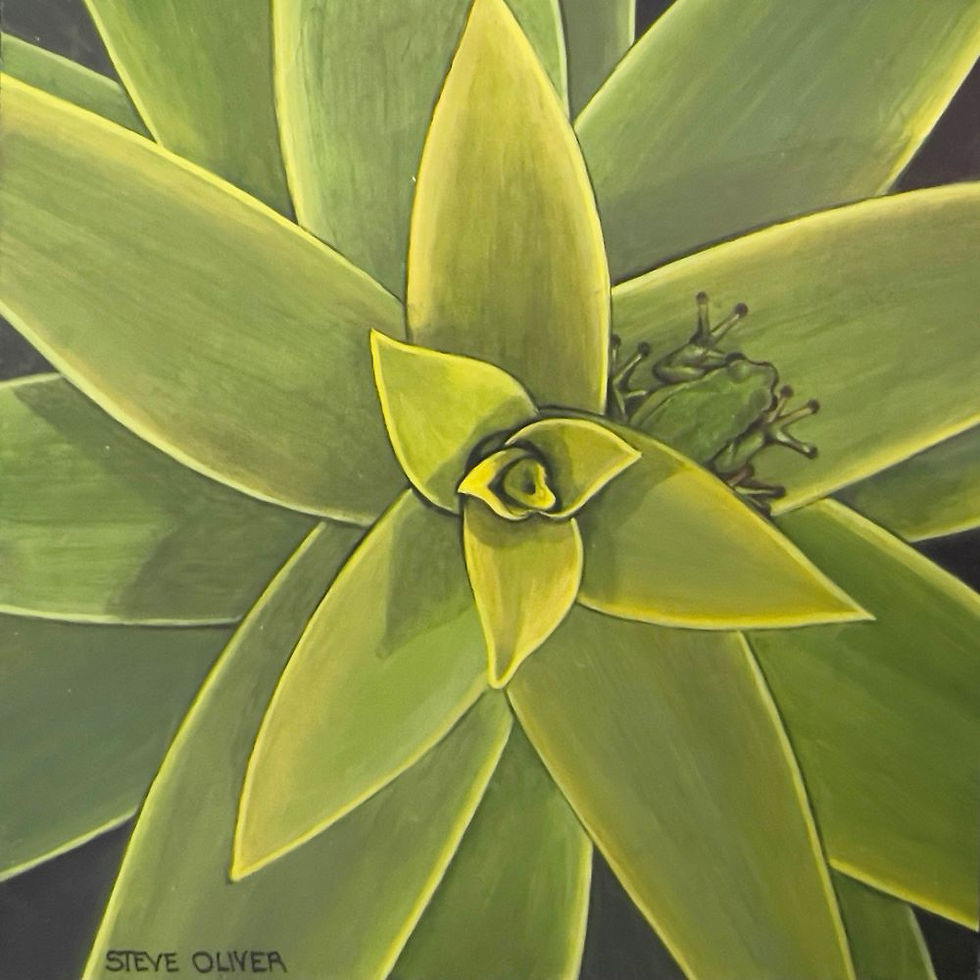2023 - Peekaboo Tree Frog - 1000