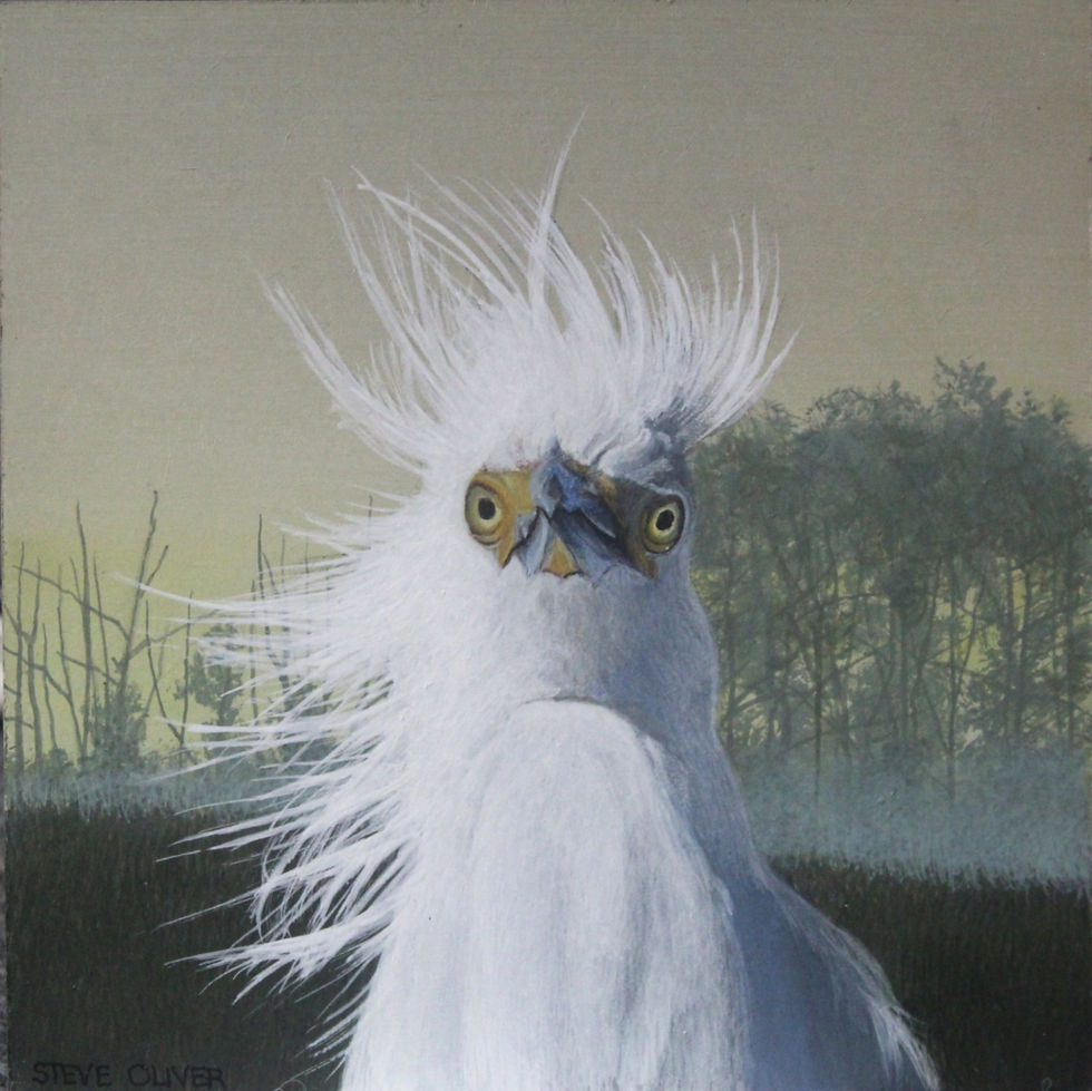 2025 - Snowy Egret