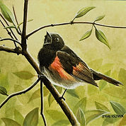 Redstart Bonus Mini.jpg