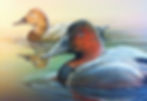 Pair of Canvasbacks