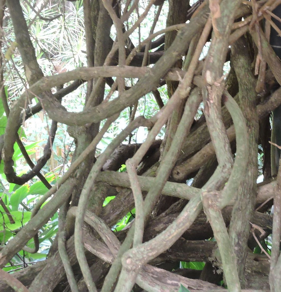 Florida Photo 1